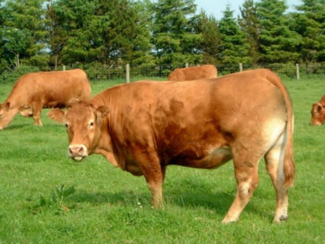 國內肉牛主要有哪些品種？-國內肉牛主要有哪些品種？