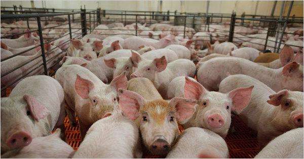 生豬調出大省遼寧明年將恢復生產全面供應京津冀地區-生物調出大省，生物全面恢復生產