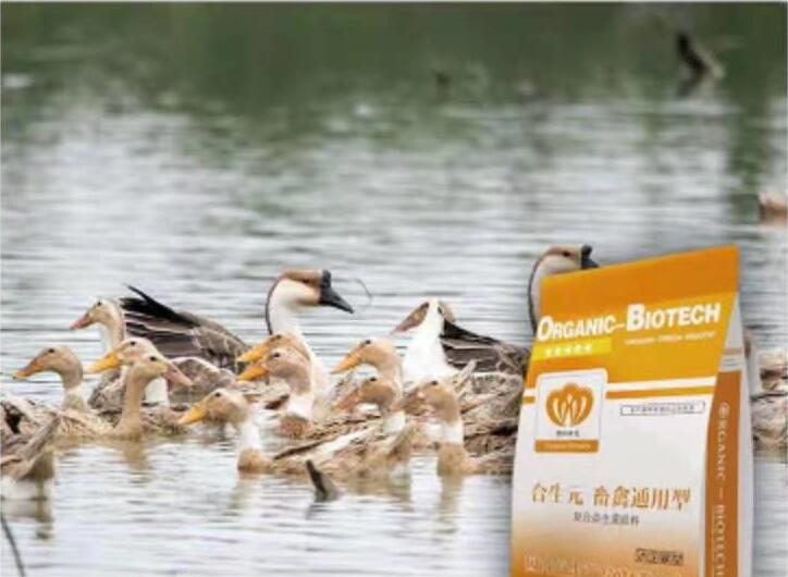 飼用益生菌在畜禽養殖領域的五大作用-飼用益生菌，益生菌在畜禽養殖上的作用