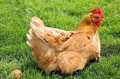 蛋禽專用復合酶的用法用量-蛋禽專用復合酶的用法用量