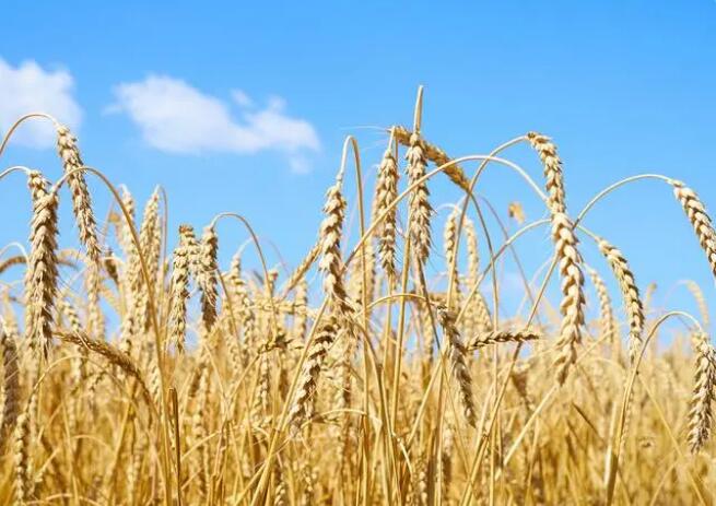 -發芽小麥，芽麥做不能做飼料，芽麥在飼料中的應用